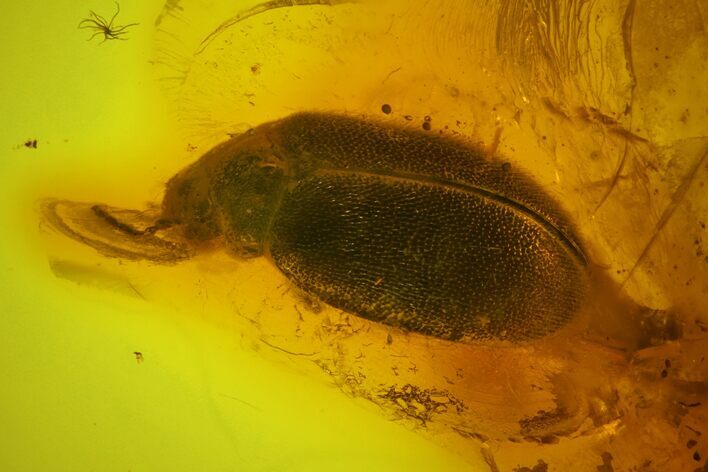 Detailed Fossil Beetle (Coleoptera) in Baltic Amber #145484